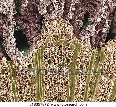 Stock Image - Wood, SEM. Fotosearch