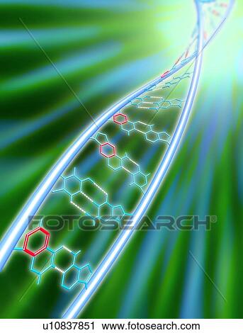 Stock Image - xDNA molecule. Fotosearch