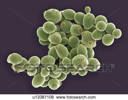 Stock Photo - Yeast cells, SEM. Fotosearch