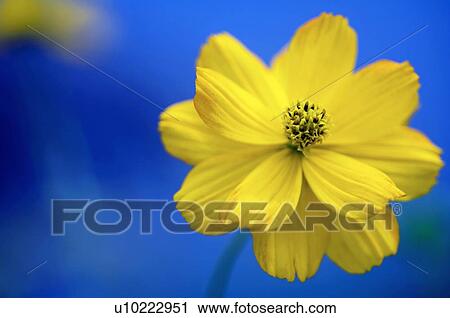 Stock Image - Yellow cosmos (Cosmos sulphureus). Fotosearch