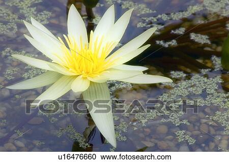 Stock Image - Yellow water lily (Nymphaea sp. ). Fotosearch