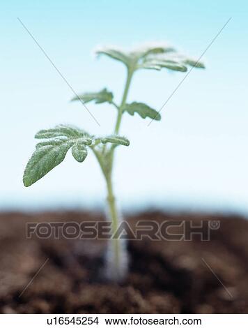 Young tomato plant View Large Photo Image Picture - Young tomato plant. Fotosearch