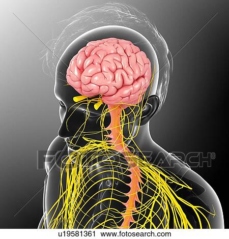 人間の頭脳 そして 脊髄 イラスト ストックイメージ U Fotosearch