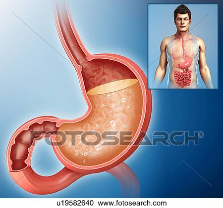 Stock Image - Acidity in human stomach, illustration. Fotosearch