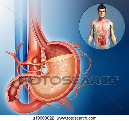 Acidity in human stomach, illustration View Large Photo Image Stock Image - Acidity in human stomach, illustration. Fotosearch