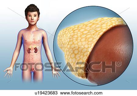 Stock Image - Adrenal gland of a child, illustration. Fotosearch