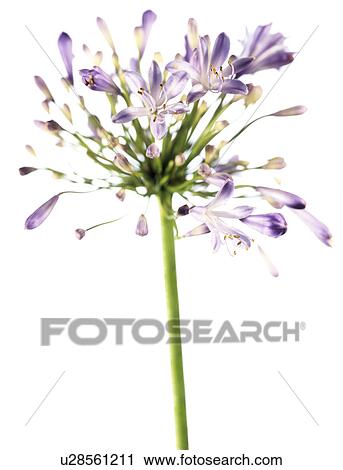 African blue lily (Agapanthus sp. ) View Large Photo Image Stock Image - African blue lily (Agapanthus sp. ). Fotosearch