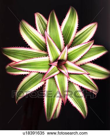Stock Photography - Agave leaves. Fotosearch