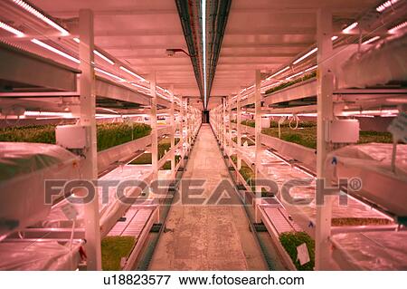 Stock Photo - Aisle with shelves and trays of micro greens in underground tunnel nursery, London, UK. Fotosearch