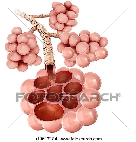 Picture - Alveoli of the human lung, illustration. Fotosearch