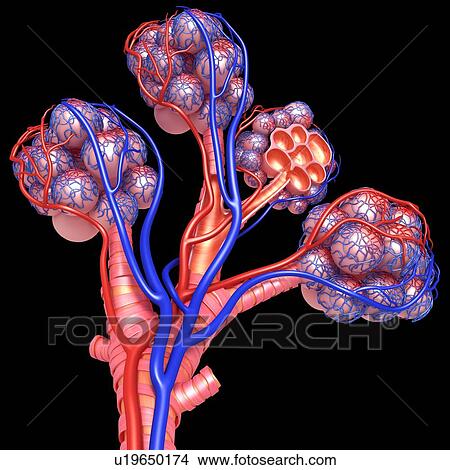 Picture - Alveoli of the human lung, illustration. Fotosearch