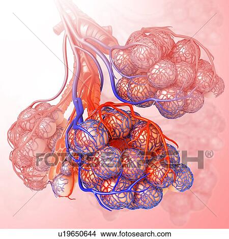 Picture - Alveoli of the human lung, illustration. Fotosearch