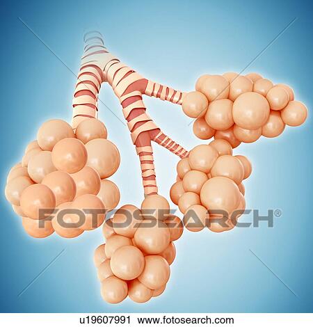 Stock Image - Alveoli of the human lung, illustration. Fotosearch