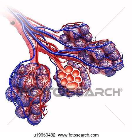 Stock Image - Alveoli of the human lung, illustration. Fotosearch