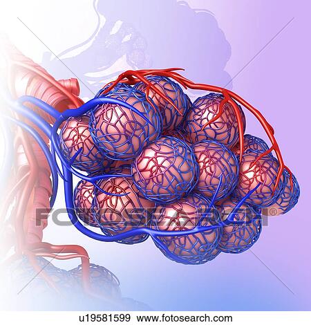 Alveoli of the human lung, illustration View Large Photo Image Stock Photo - Alveoli of the human lung, illustration. Fotosearch
