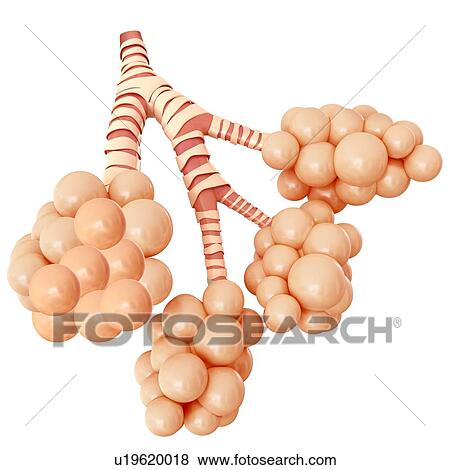 Alveoli of the human lung, illustration View Large Photo Image Stock Photo - Alveoli of the human lung, illustration. Fotosearch
