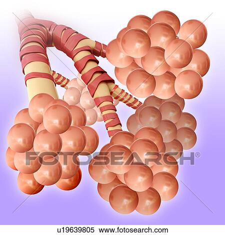Stock Photography - Alveoli of the human lungs, illustration. Fotosearch