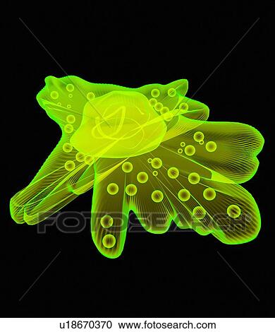 Amoeba, artwork View Large Photo Image Stock Image - Amoeba, artwork. Fotosearch