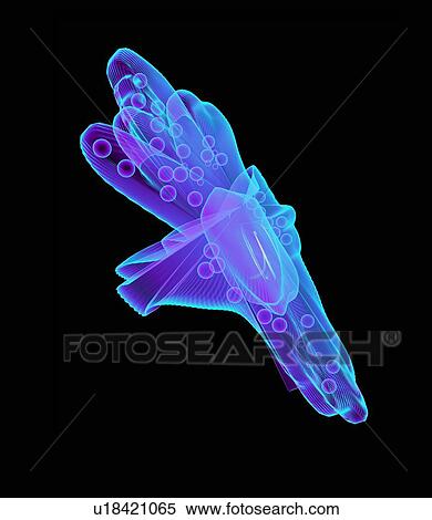Amoeba, artwork View Large Photo Image Stock Photography - Amoeba, artwork. Fotosearch
