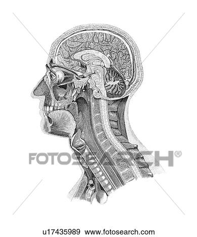 Anatomy of the head, artwork View Large Photo Image Stock Photo - Anatomy of the head, artwork. Fotosearch