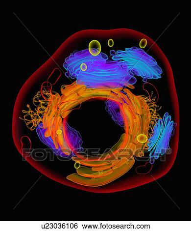 Stock Photograph - Animal cell, artwork. Fotosearch