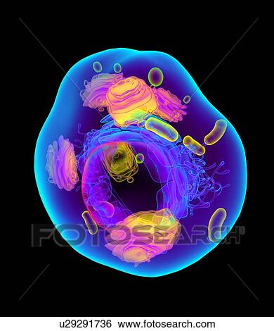 Stock Photograph - Animal cell, artwork. Fotosearch