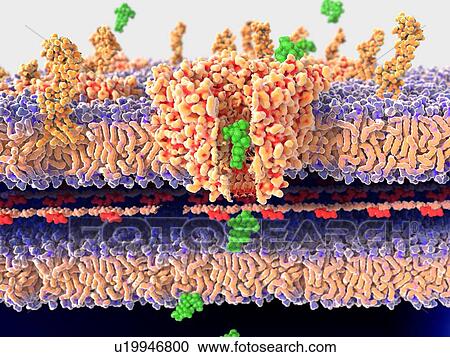 Stock Image - Antibiotic passing through bacterial wall. Fotosearch