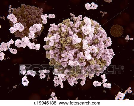 Stock Photo - Antibodies and flu viruses, illustration. Fotosearch