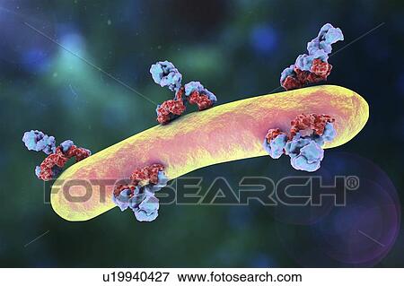 Stock Photo - Antibodies attacking, illustration. Fotosearch