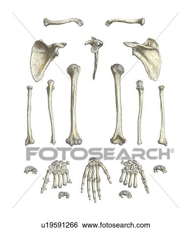 Stock Photograph - Arm bones, artwork. Fotosearch