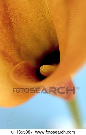 Arum lily (Zantedeschia sp. ) View Large Photo Image Stock Photo - Arum lily (Zantedeschia sp. ). Fotosearch