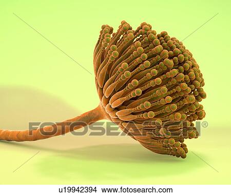 Picture - Aspergillus, illustration. Fotosearch