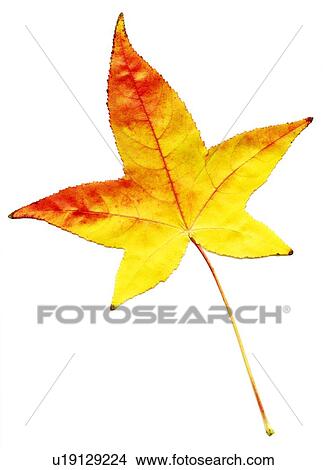 Picture - Autumn leaf. Fotosearch