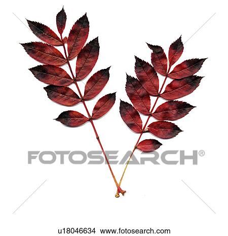 Picture - Autumn leaves. Fotosearch