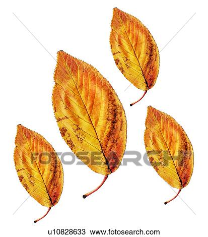Stock Image - Autumn leaves. Fotosearch
