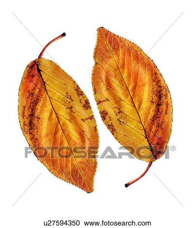 Stock Image - Autumn leaves. Fotosearch