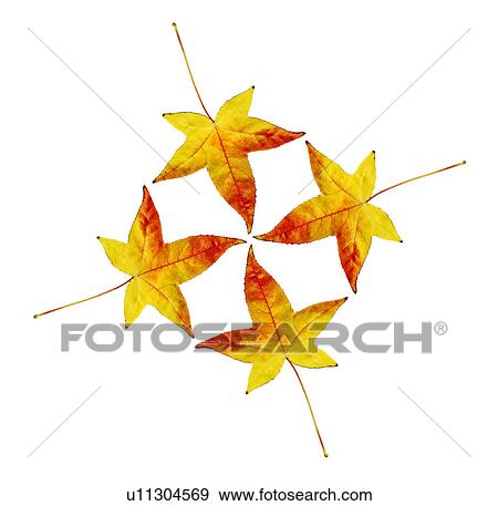 Stock Photo - Autumn leaves. Fotosearch