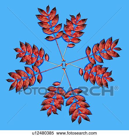 Autumn leaves View Large Photo Image Stock Photography - Autumn leaves. Fotosearch