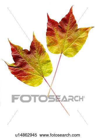 Autumn leaves View Large Photo Image Stock Photography - Autumn leaves. Fotosearch