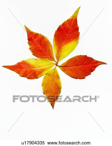 Stock Photography - Autumn leaves. Fotosearch