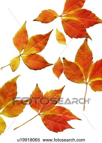 Stock Photography - Autumn leaves. Fotosearch