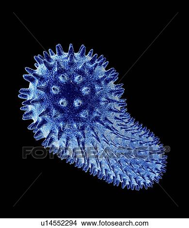 Picture - Bacillus bacteria, artwork. Fotosearch