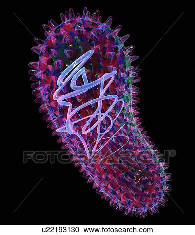 Stock Image - Bacillus bacteria, artwork. Fotosearch