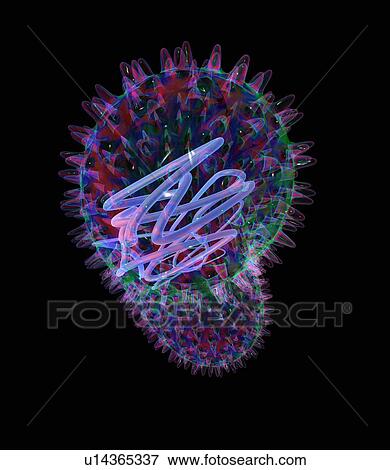 Stock Photo - Bacillus bacteria, artwork. Fotosearch