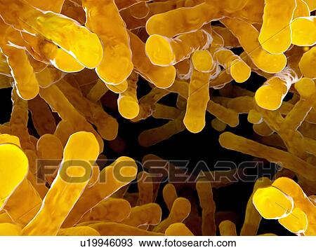 Bacteria, illustration View Large Photo Image Stock Image - Bacteria, illustration. Fotosearch