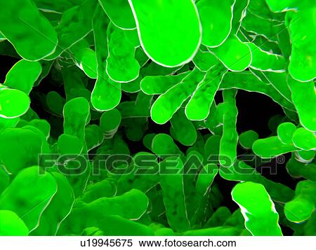 Stock Photography - Bacteria, illustration. Fotosearch