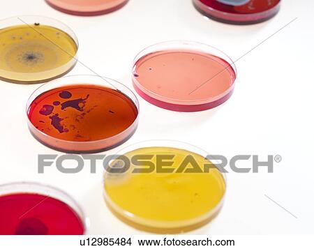 Bacteria research View Large Photo Image Picture - Bacteria research. Fotosearch