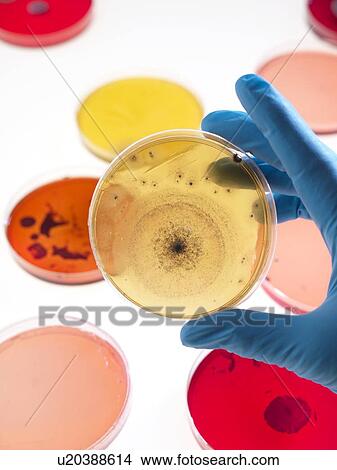 Bacteria research View Large Photo Image Picture - Bacteria research. Fotosearch