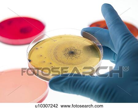 Stock Image - Bacteria research. Fotosearch