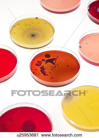 Bacteria research View Large Photo Image Stock Image - Bacteria research. Fotosearch